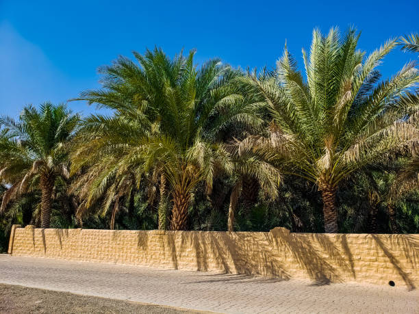 istock Al Ain Oasis, in the United Arab Emirates. 1410167342