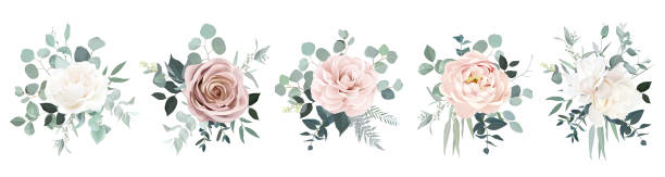 illustrazioni stock, clip art, cartoni animati e icone di tendenza di rosa rosa arrossata, ranuncolo, camelia, fiori di magnolia avorio, eucalipto, bouquet di felce vettoriale - magnolia flower beige white