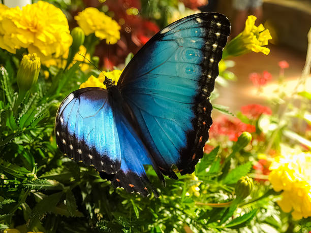 blue butterfly  (morpho helenor), - butterfly flying tropical climate close to imagens e fotografias de stock