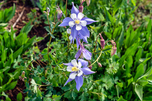 Wildflowers in Colorado