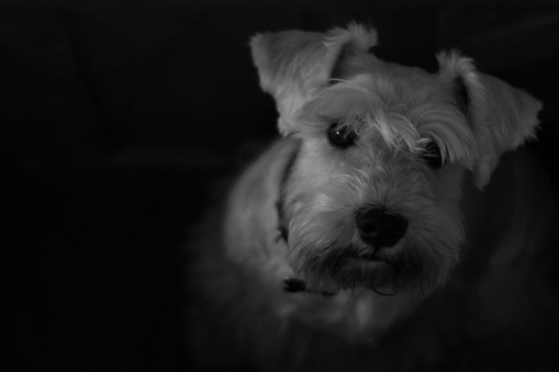 Schnauzer dog with striking expression on black background in studio.