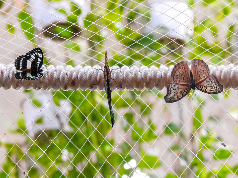 Three butterflies perched on a fence. Garden scene.