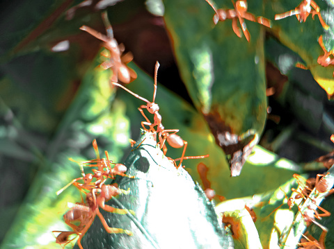 a colony of red ants that work together, looking for food for the colony, in the bushes, in the morning.