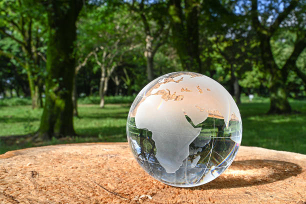 istock glass globe on the stump of a tree in the forest 1410177418