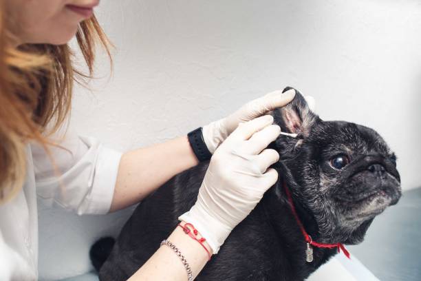 istock Prevention of ear diseases in a veterinary clinic. 1410179164