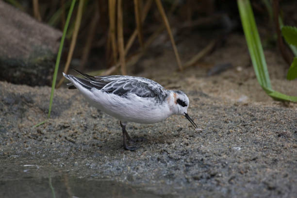 istock Red-necked Phalarope, Phalaropus lobatus, on the shore 1410185606