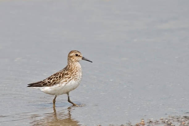 istock Least Sandpiper, Calidris minutilla, in the water 1410185638