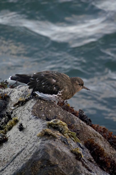istock Black Turnstone, Arenaria melanocephala, on rocks 1410185677