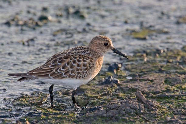 istock Baird's Sandpiper, Calidris bairdii, close up 1410185679