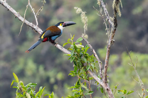 Black-billed Mountain-Toucan (Andigena nigrirostris). Colorful bird perched on a dry bush in the Colombian high Andean forest stock photo
