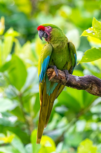 Military Macaw (Ara militaris). Exotic bird perched on a dry tree trunk
