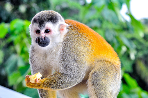 Squirrel Monkey eating in Manuel Antonio, Costa Rica.