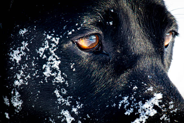 laboratorium spogląda na zaśnieżone pole - pheasant hunting dog retriever zdjęcia i obrazy z banku zdjęć