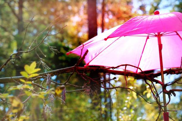 Autumn scene. Pink umbrella on autumn tree in the forest, soft light and shadow
