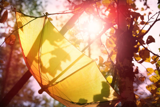 Autumn scene. Yellow  umbrella on autumn tree in the forest, soft light and shadow