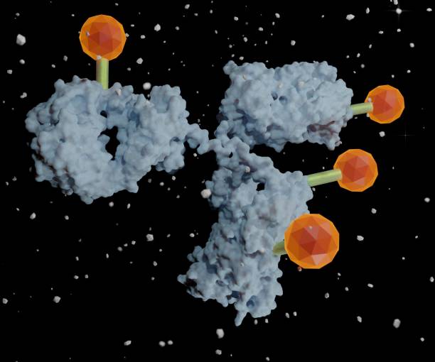 antikörper-medikament konjugiert mit zytotoxischer nutzlast. - conjugation stock-fotos und bilder