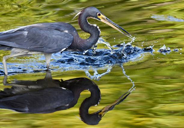 Tri colored Heron H tricolored heron stock pictures, royalty-free photos & images