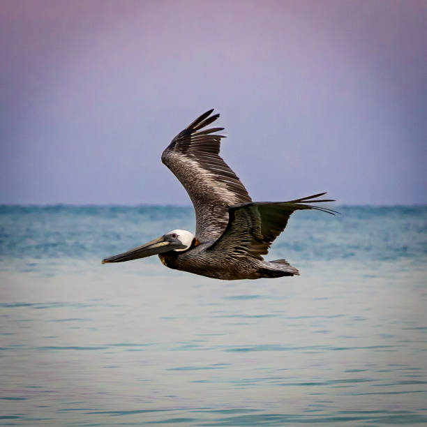 istock Pelican soars low to the water 1410190207