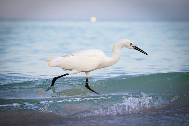 An egret wades in the ocean hoping to find its next meal