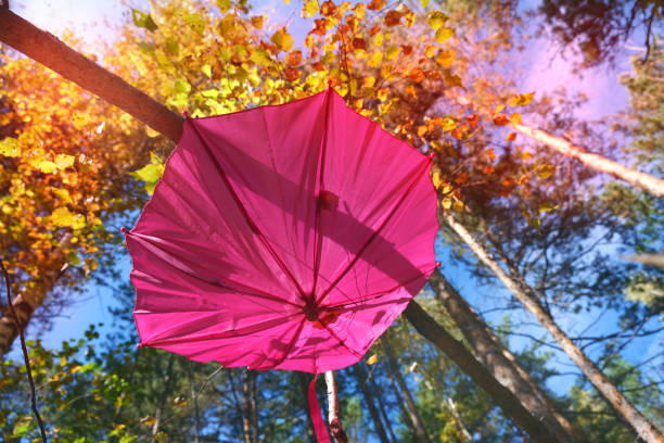 Autumn scene. Pink umbrella on autumn tree in the forest, soft light and shadow