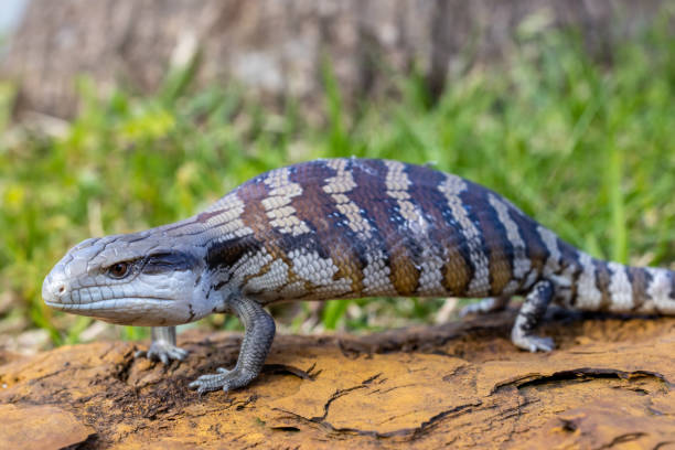 Eastern Blue-tongue Lizard Australian Eastern Blue-tongue Lizard in defence posture tiliqua scincoides stock pictures, royalty-free photos & images