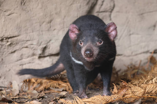 Tasmanian Devil stock photo