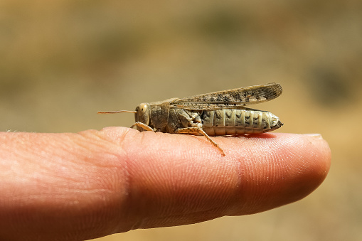 A large insect locust is sitting on a man's arm.