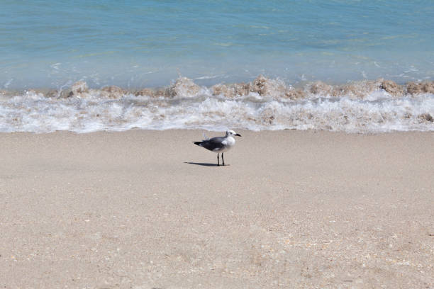 istock An isolated seagull standing on the seashore 1410198160