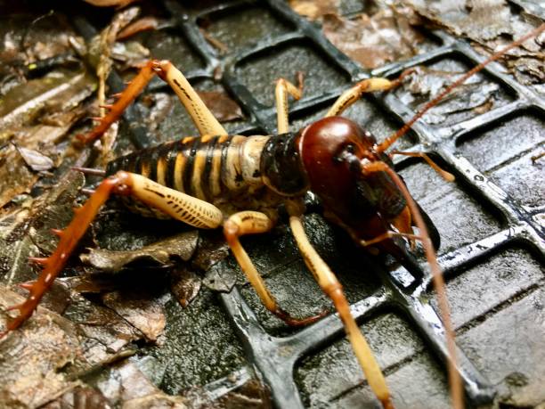 The Weta is one of New Zealand’s most recognisable creepy crawlies. Weta have become icons for invertebrate conservation in New Zealand because many species are threatened or endangered. There are more than 70 species of Weta in New Zealand. This is a Tree Weta.