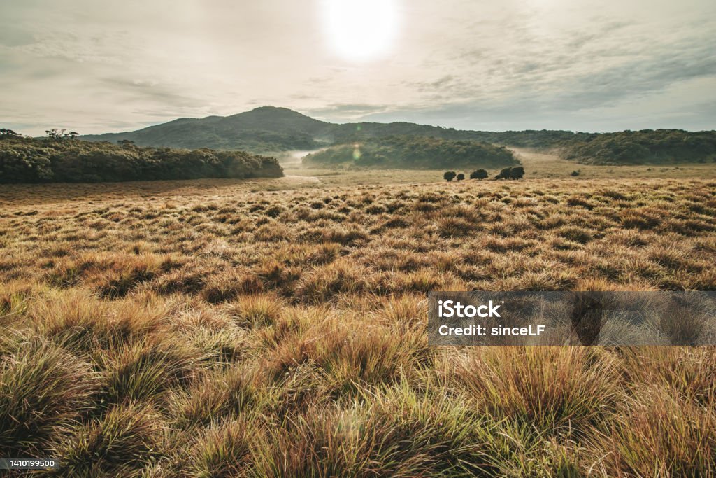 Sri Lanka Nature Reserve Grass Area Stock Photo