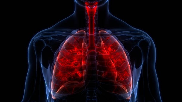 istock Human Respiratory System Lungs Anatomy 1410202047