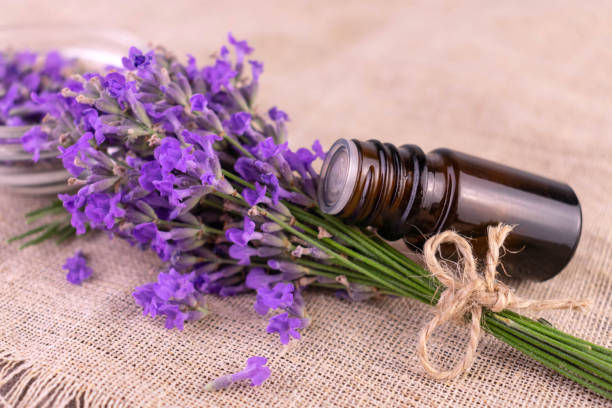 istock Fragrant lavender flowers. Lavender harvest. Flat lay. 1410204169