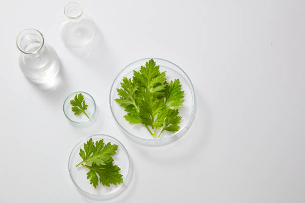 istock Mugwort research for cosmetic using in color background , nature cosmetic content , development of nature leaf in skin care 1410204332