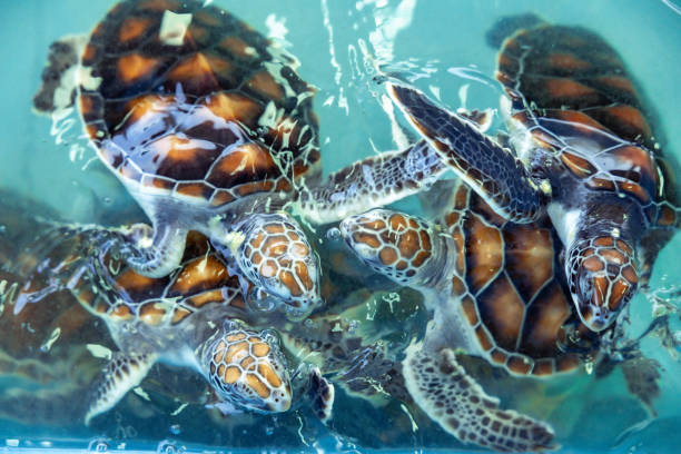 istock Sea turtle swims under water on pond in aquarium. 1410207125