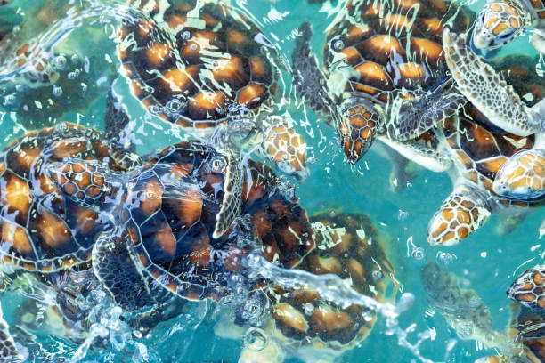 istock Sea turtle swims under water on pond in aquarium. 1410207317