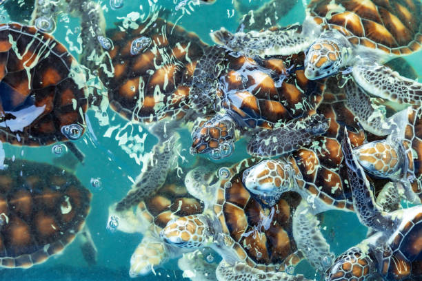 istock Sea turtle swims under water on pond in aquarium. 1410207336