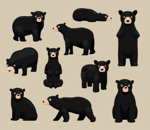 764 Black Bear Illustrations & Clip Art - iStock | American black bear, Black  bear cub, Black bear silhouette
