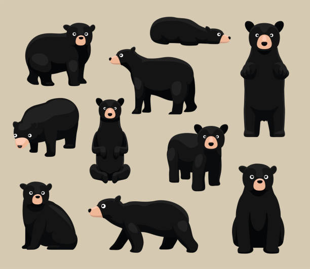 764 Black Bear Illustrations & Clip Art - iStock | American black bear, Black bear cub, Black bear silhouette 764 Black Bear Illustrations & Clip Art - iStock | American black bear, Black bear cub, Black bear silhouette