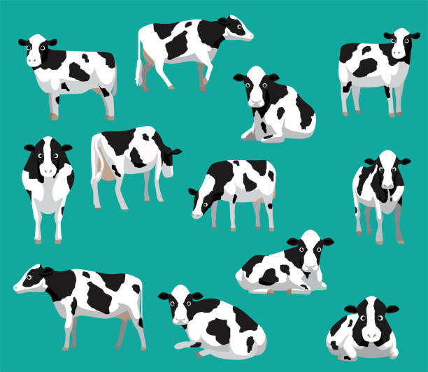 Animal Farm Cow Holstein Friesian Poses Cute Cartoon Vector Illustration Animal Cartoon EPS10 File Format sleeping cow stock illustrations