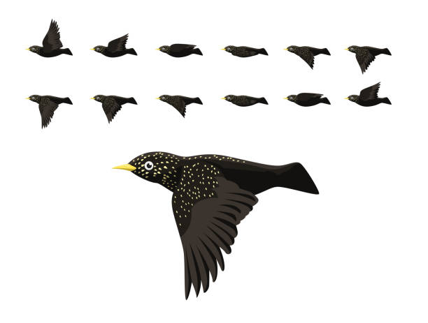 Animation Common Starling Flying Cute Cartoon Vector Illustration Animal Cartoon EPS10 File Format starling stock illustrations