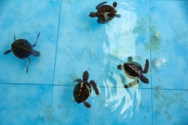istock Sea turtle swims under water on pond in aquarium. 1410207435