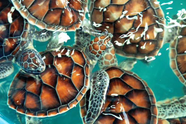istock Sea turtle swims under water on pond in aquarium. 1410207698