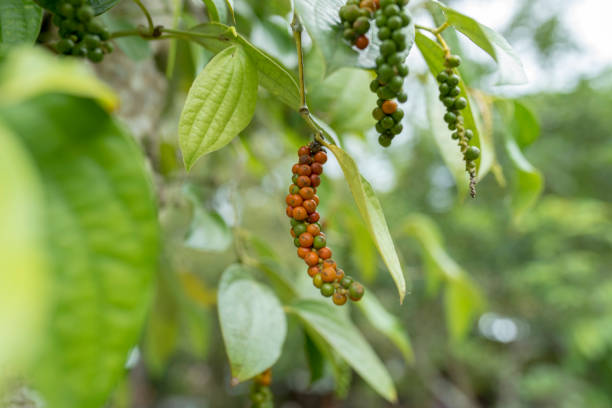 istock Close Up black pepper plant 1410208847