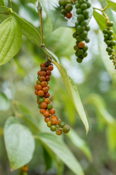 istock Close Up black pepper plant 1410208851