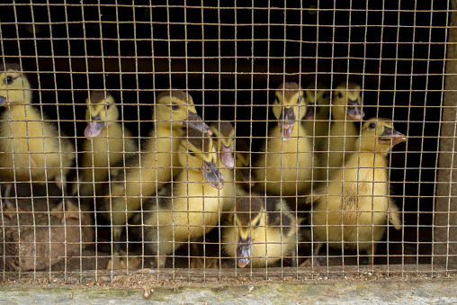 local ducklings in the cage