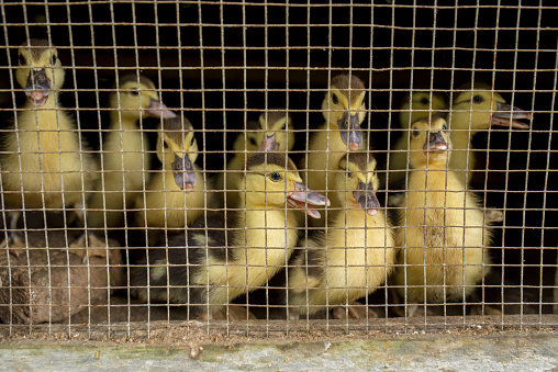 local ducklings in the cage