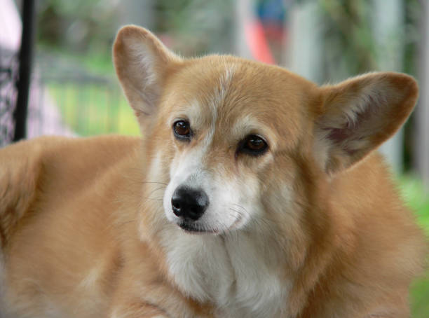 istock Cute corgi dog lying down 1410211625