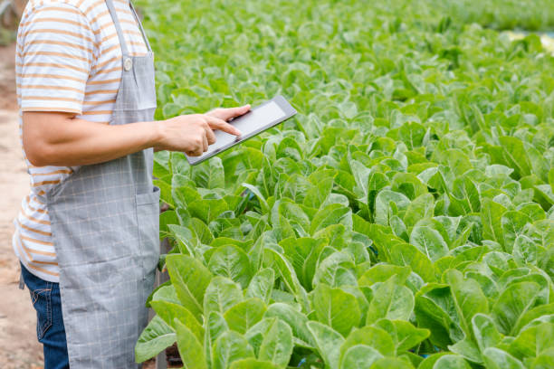 istock Young farmer using digital tablet inspecting fresh vegetable in organic farm. 1410213652