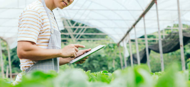 Young farmer using digital tablet inspecting fresh vegetable in organic farm. stock photo