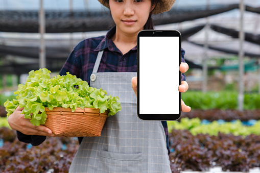 Hand of woman farmer holding smartphone and fresh vegetable basket in organic farm, Agriculture technology and smart farming concept.
